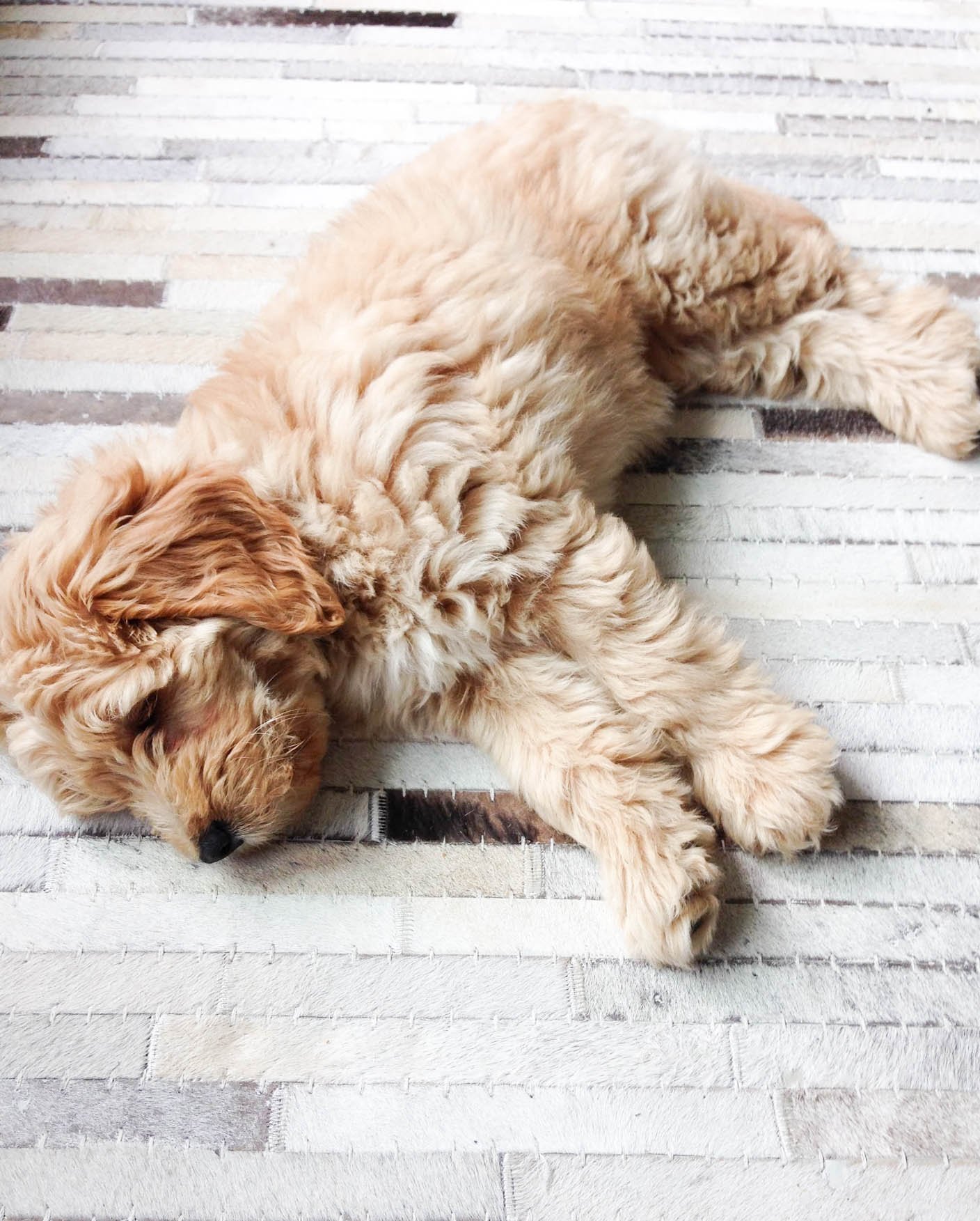 mini goldendoodle laying on the floor