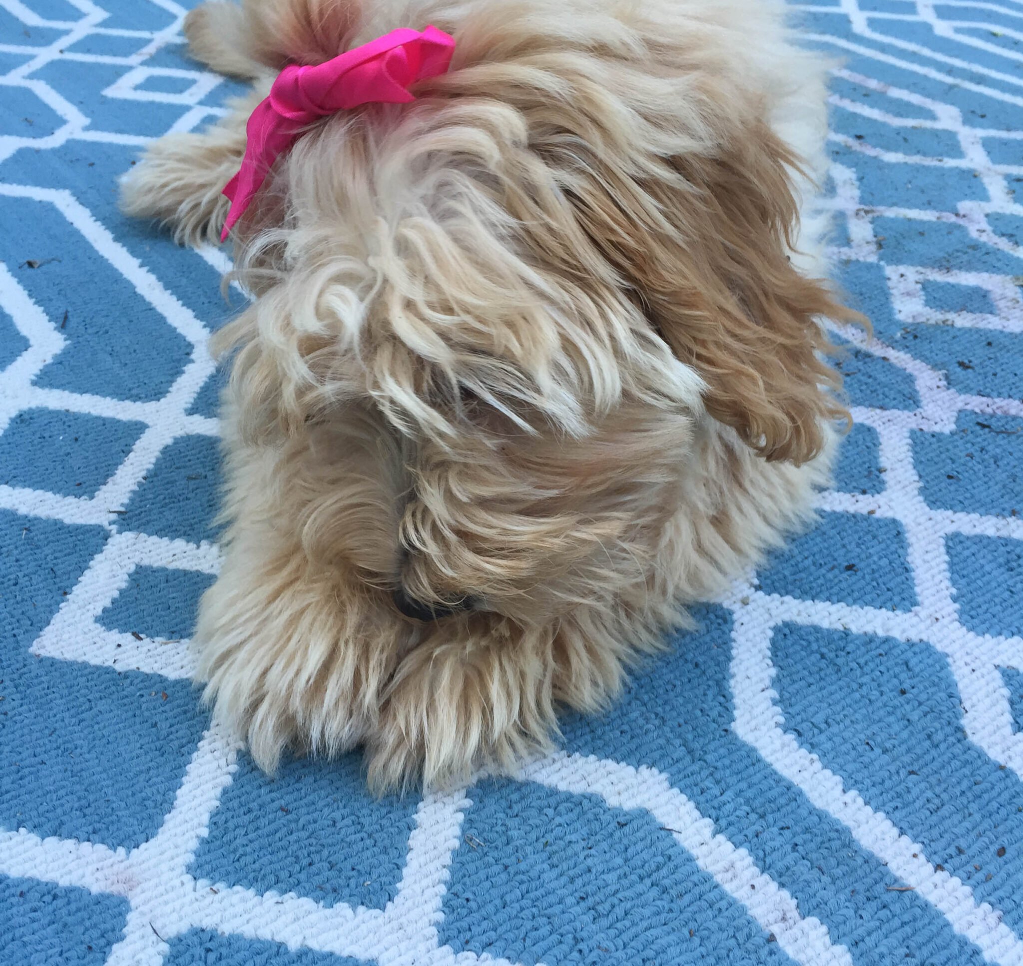 mini goldendoodle with a bow