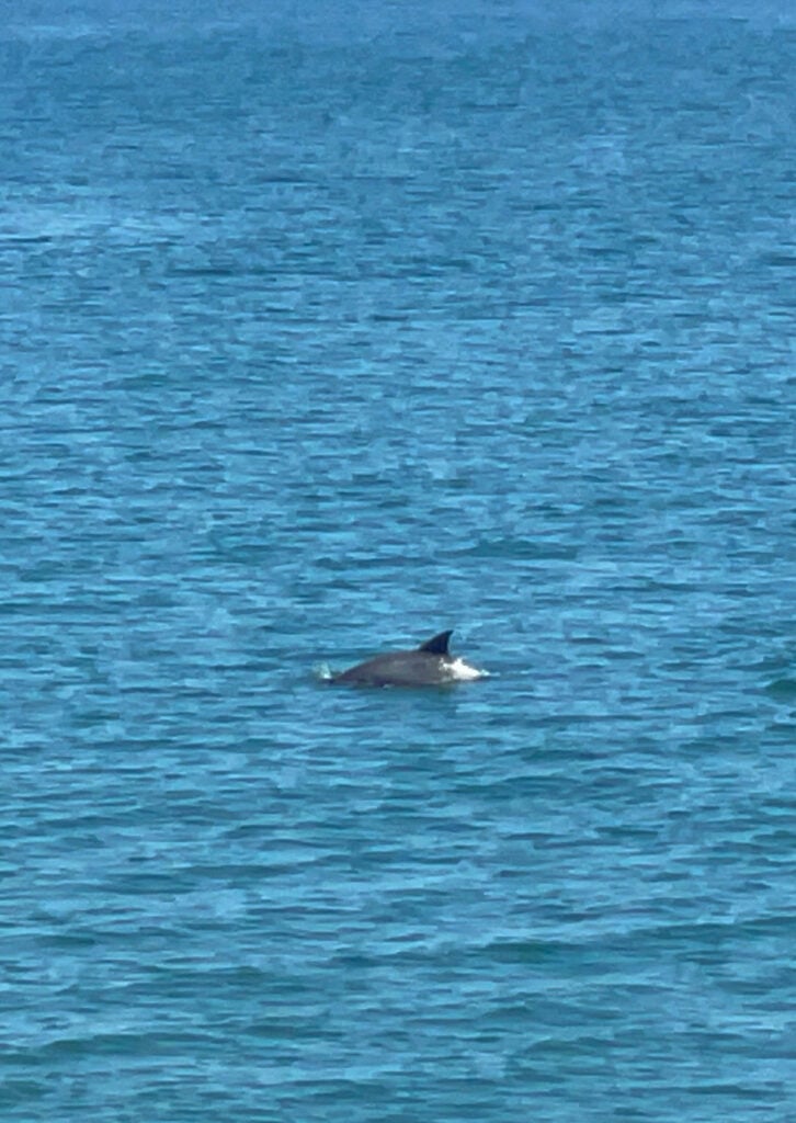 dolphins in nags head