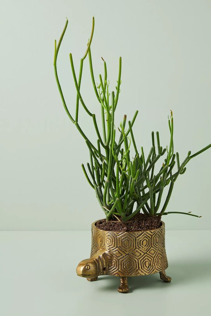 Gold turtle planter with tall green plant inside
