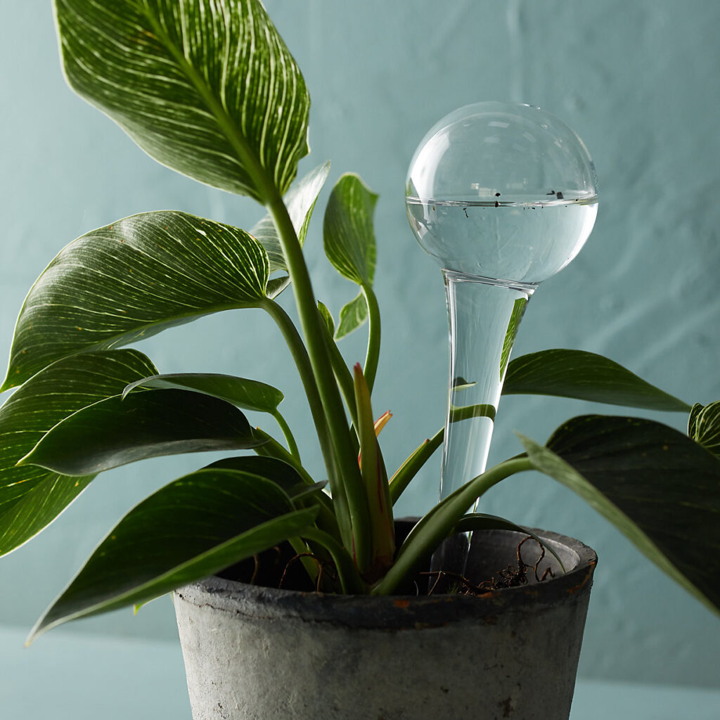 Plant with glass watering globe
