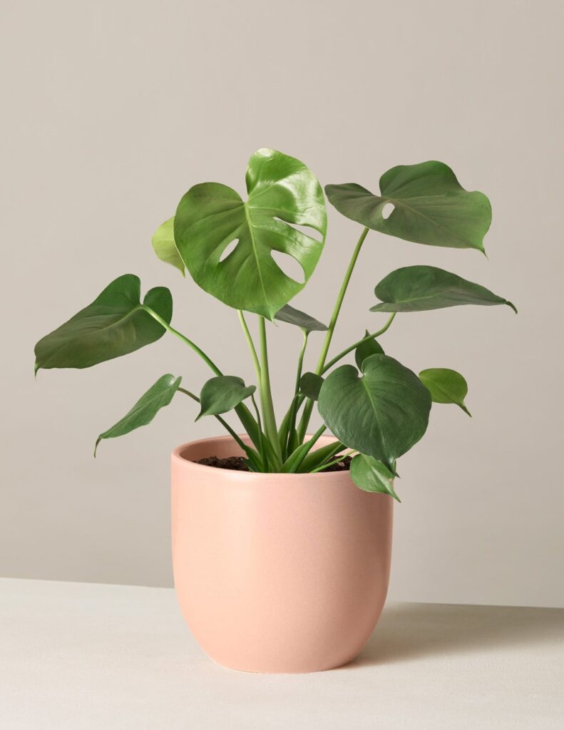 Monstera houseplant in pink pot