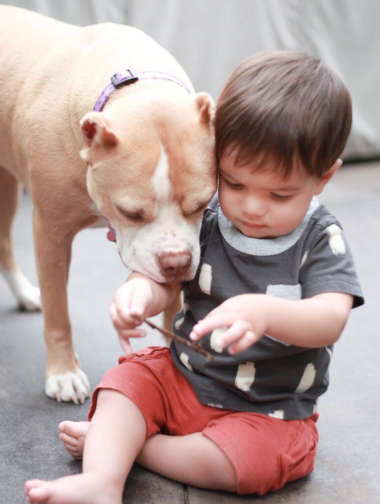 little boy in tea collection clothes with dog