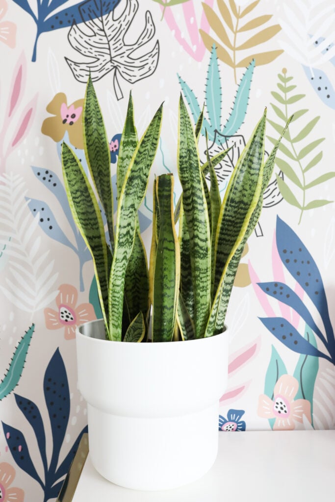 snake plant in white pot