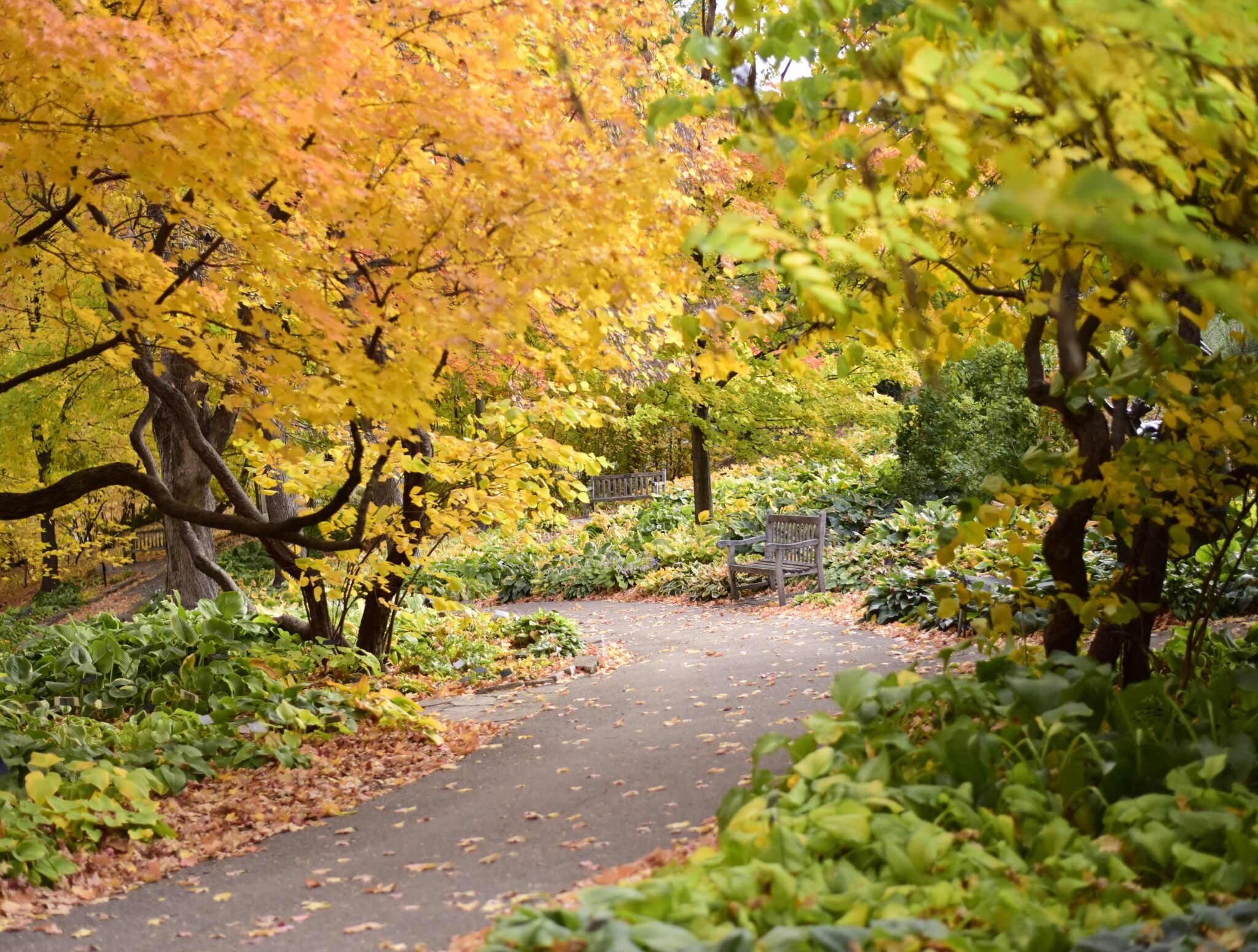 Membership | Minnesota Landscape Arboretum