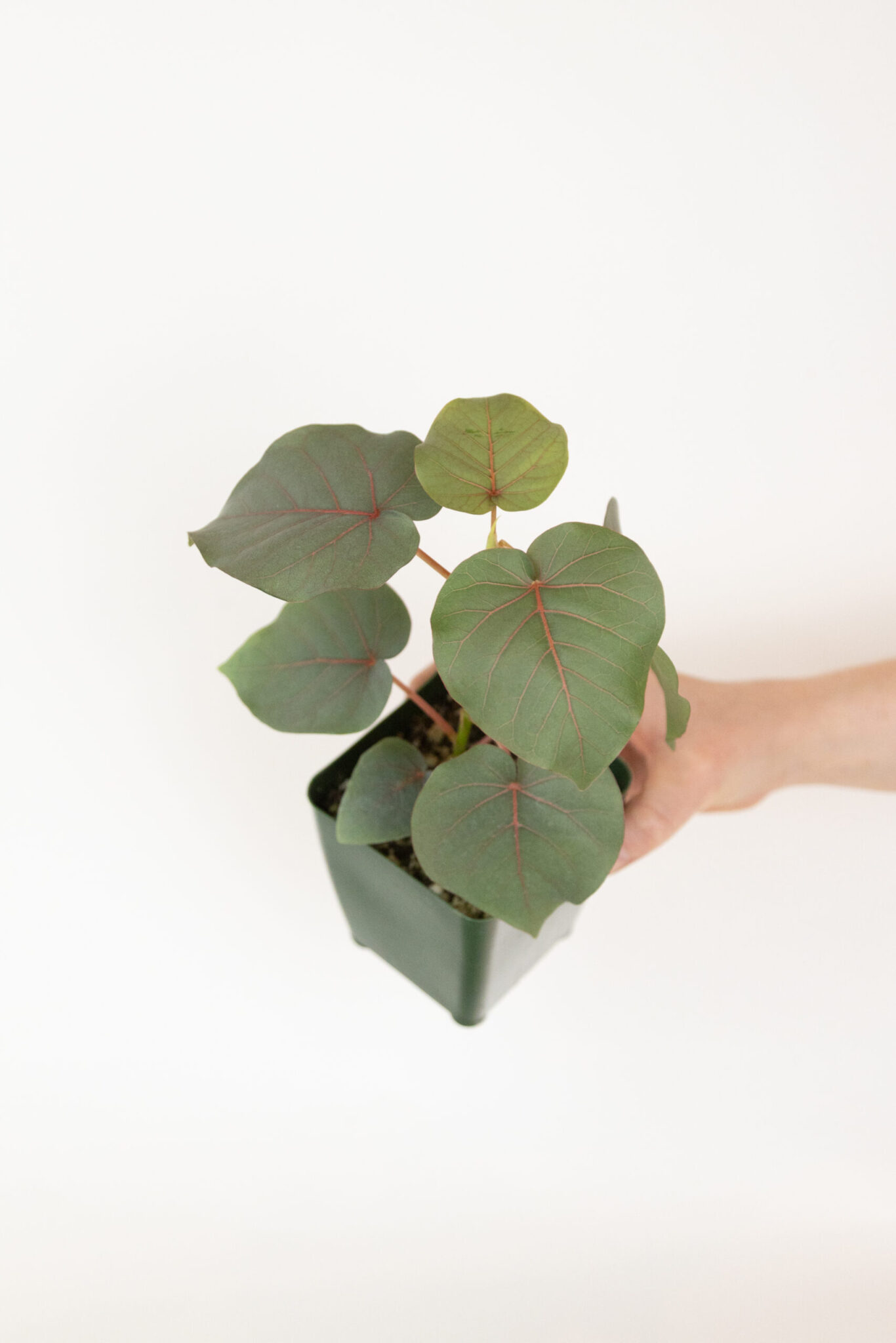 Ficus Petiolaris Rock Fig